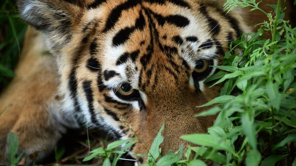 Тигр в вольере Приморского сафари-парка