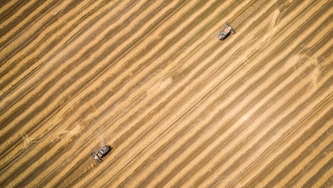 Уборка пшеницы. Архивное фото