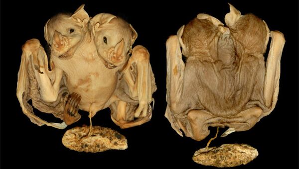 Фотография двуглавой летучей мыши, найденной в Бразилии
