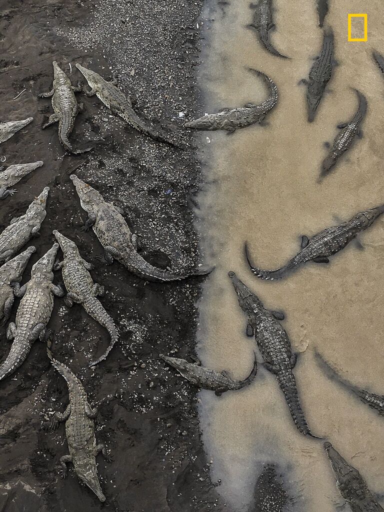 Работа фотографа Tarun Sinha Crocodiles at Rio Tarcoles,  занявшая 3-е место в категории Природа в фотоконкурсе 2017 National Geographic Travel Photographer of the Year