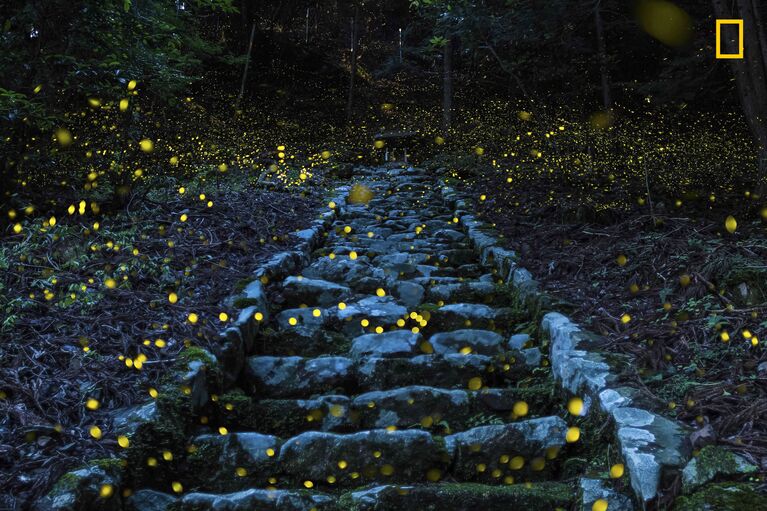 Работа фотографа Yutaka Takafuj Forest of the Fairy, получившая поощрительный приз в категории Природа в фотоконкурсе 2017 National Geographic Travel Photographer of the Year