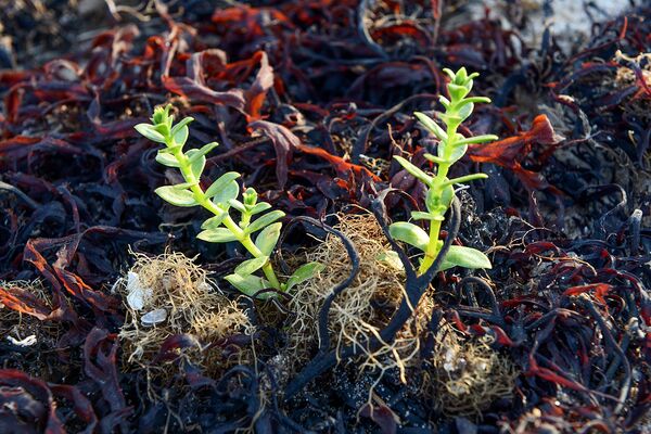 Филлофора – красные водоросли и гонкения бутерлаковидная в Онежском заливе в районе мыса Глубокий