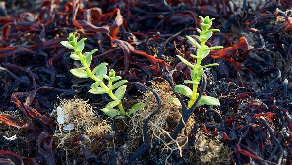 Филлофора – красные водоросли и гонкения бутерлаковидная в Онежском заливе в районе мыса Глубокий