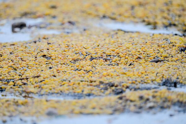 Род бурых водорослей фукус (морской дуб, царь водоросль, морской виноград) на берегу Онежского залива в районе мыса Глубокий