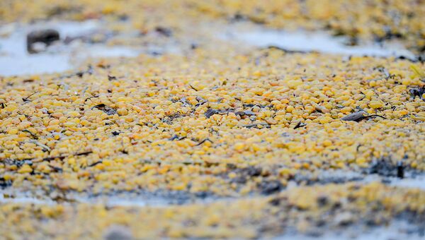 Род бурых водорослей фукус (морской дуб, царь водоросль, морской виноград) на берегу Онежского залива в районе мыса Глубокий