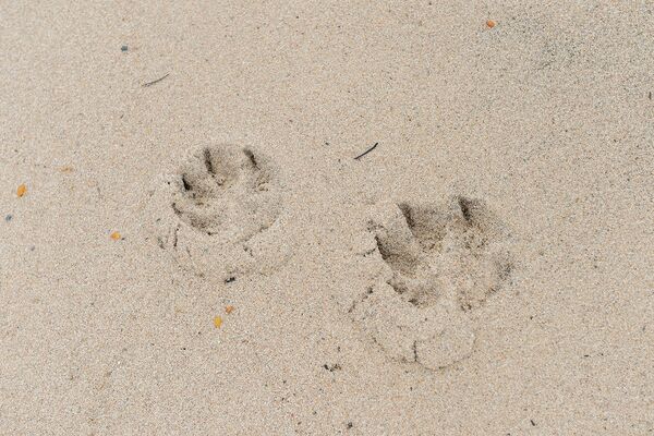 Следы волка на песке на берегу Онежского залива в районе мыса Глубокий