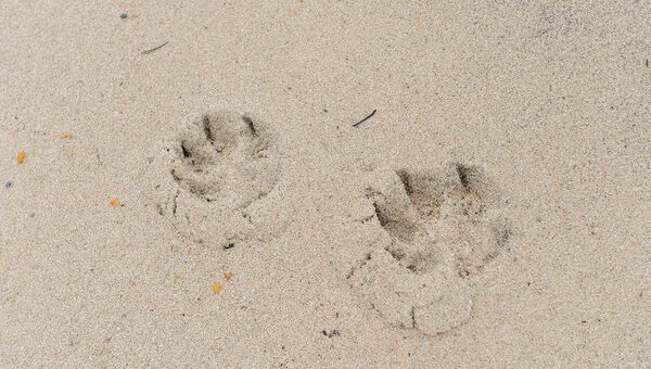 Следы волка на песке на берегу Онежского залива в районе мыса Глубокий