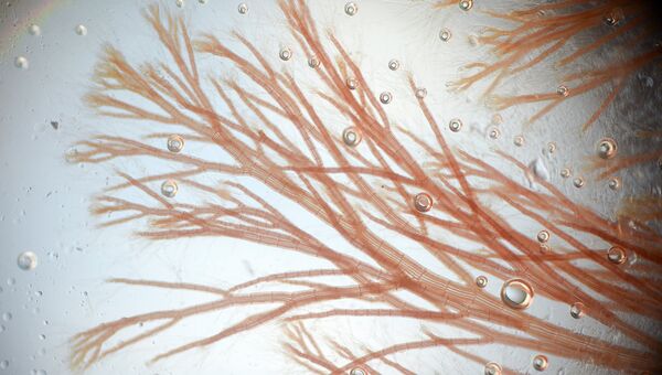 Анфельция складчатая (Ahnfeltia plicata) под микроскопом