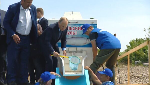 Путин на Байкале выпустил в озеро около 50 тысяч мальков омуля