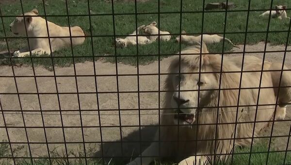 Великолепная пятерка: белые львята играют в вольере зоопарка в чешском Боровани