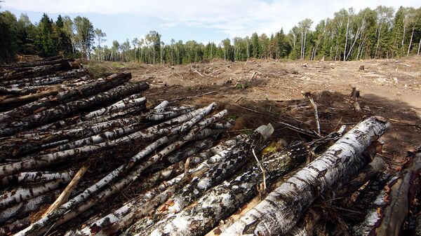В Иркутской области запустили систему для борьбы с незаконными рубками леса