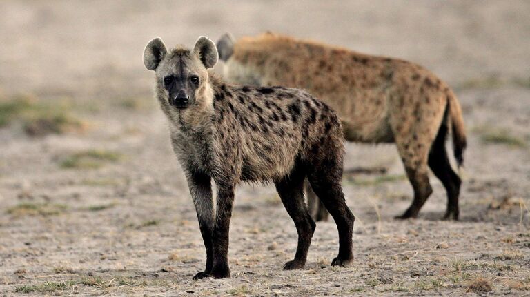 Гиена в национальном парке Амбосели в Кении