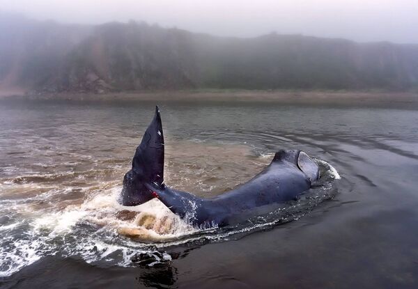 Застрявший гренландский кит на острове Большой Шантар