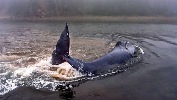 Застрявший гренландский кит на острове Большой Шантар