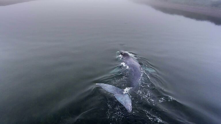 Застрявший гренландский кит на острове Большой Шантар Застрявший гренландский кит на острове Большой Шантар