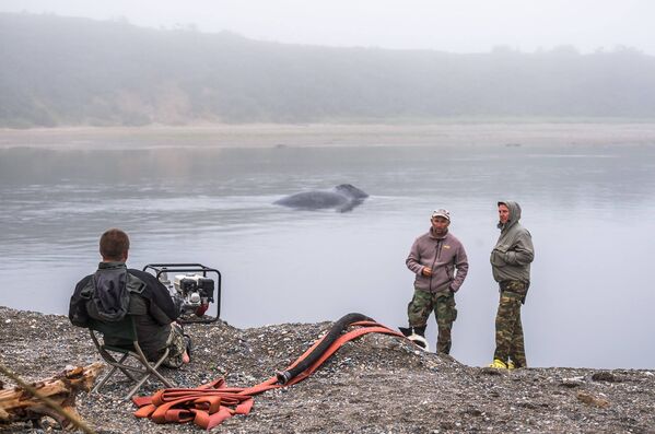 Операция по спасению застрявшего гренландского кита на острове Большой Шантар