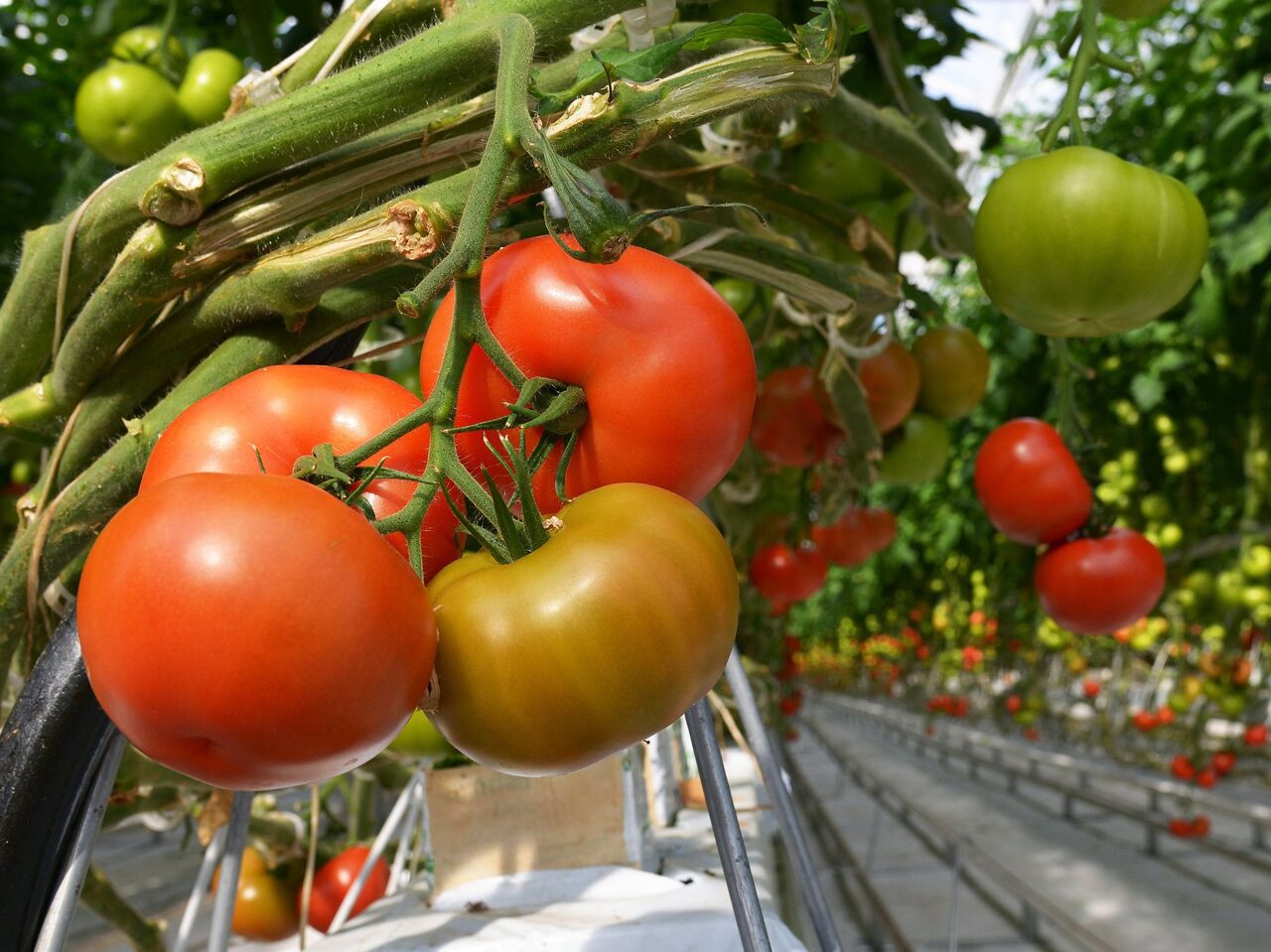 Как собрать семена помидоров правильно
