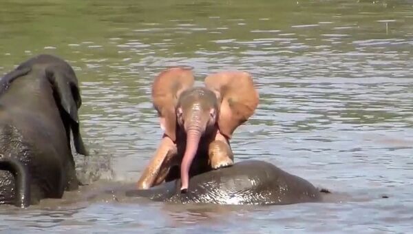 Розовый слоненок купался и играл с обычными сородичами в Южной Африке