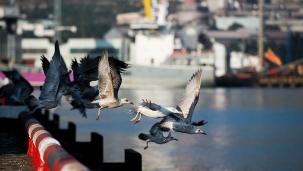 Чайки в Новороссийском морском торговом порту