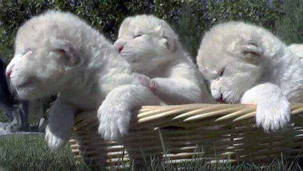 Сбежали из корзинки, уснули на траве: первые дни жизни белых львят в Крыму