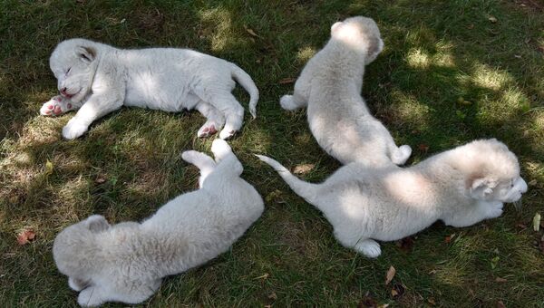 Четыре белых львенка, родившиеся в крымском сафари-парке Тайган