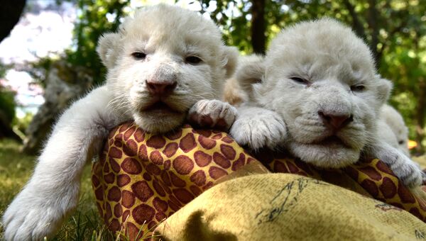 Белые львята, родившиеся в крымском сафари-парке Тайган