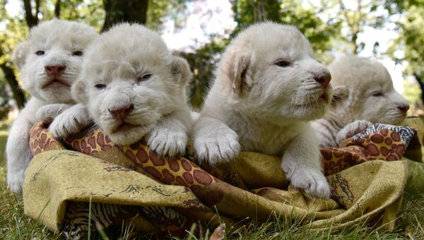Четыре белых львенка, родившиеся в крымском сафари-парке Тайган