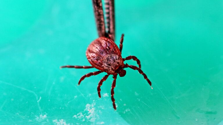 Ticks Tick 1 Image 2 of 2 - Ixodes - BugGuide.Net