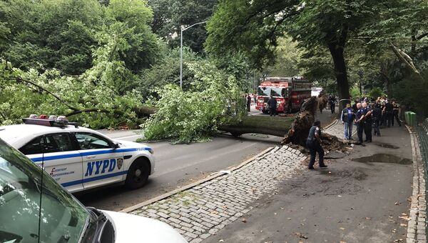 Упавшее дерево в Центральном парке Нью-Йорка. 15 августа 2017
