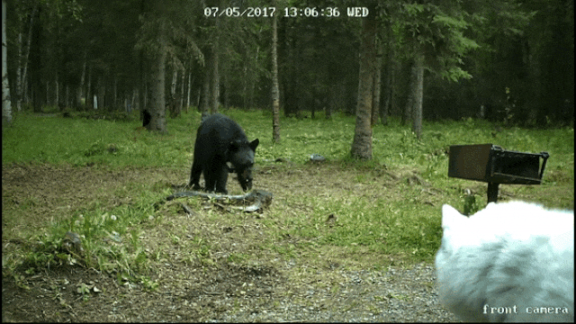 Медведь бежит за хаски gif