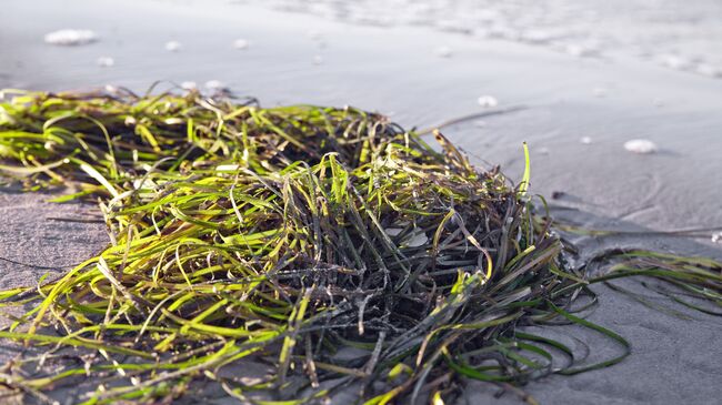 Морская трава. Архивное фото