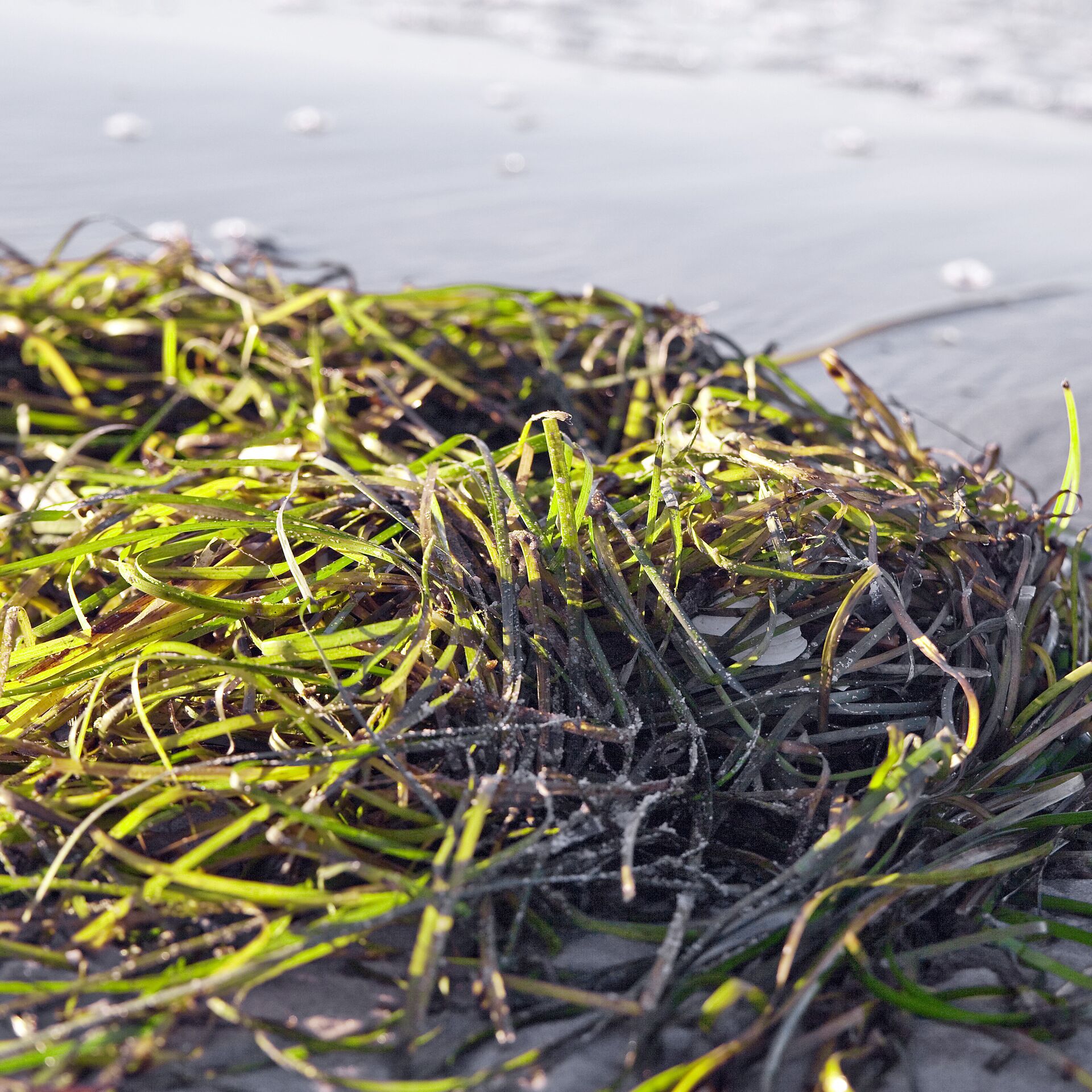 Водоросли ученые. Морская трава. Водоросли на суше. Водоросли в воде и на суше. Груда морской травы.