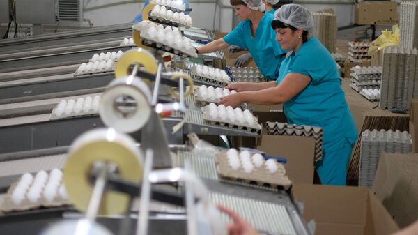 Сотрудницы на линии сортировки яиц на  птицефабрике