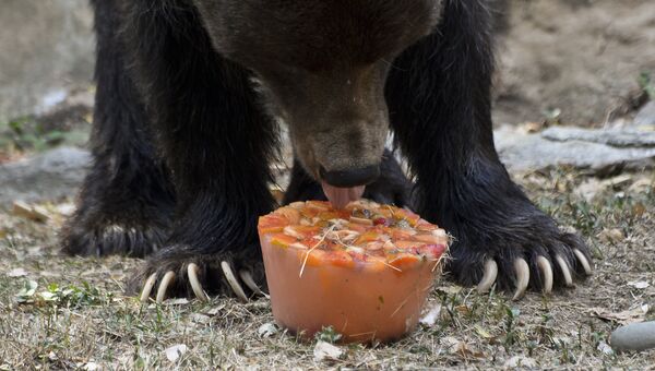 Бурый медведь ест фруктовое мороженое в зоопарке. Архивное фото