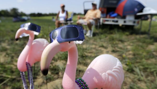 Пластиковые розовые фламинго в защитных очках. 21 августа 2017