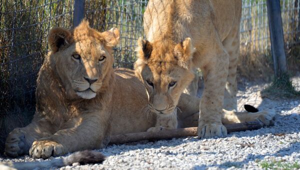 Семейство львов в сафари-парке Тайган в Белогорском районе