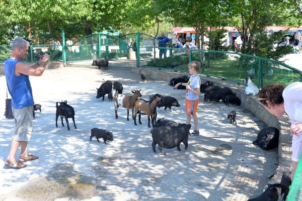 Посетители в вольере со свиньями и козлами в сафари-парке Тайган в Белогорском районе