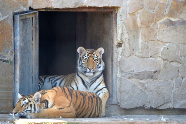 Семейство тигров в сафари-парке Тайган в Белогорском районе