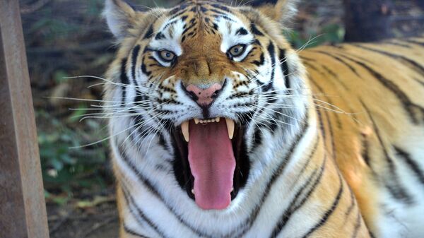 Тигр в сафари-парке Тайган