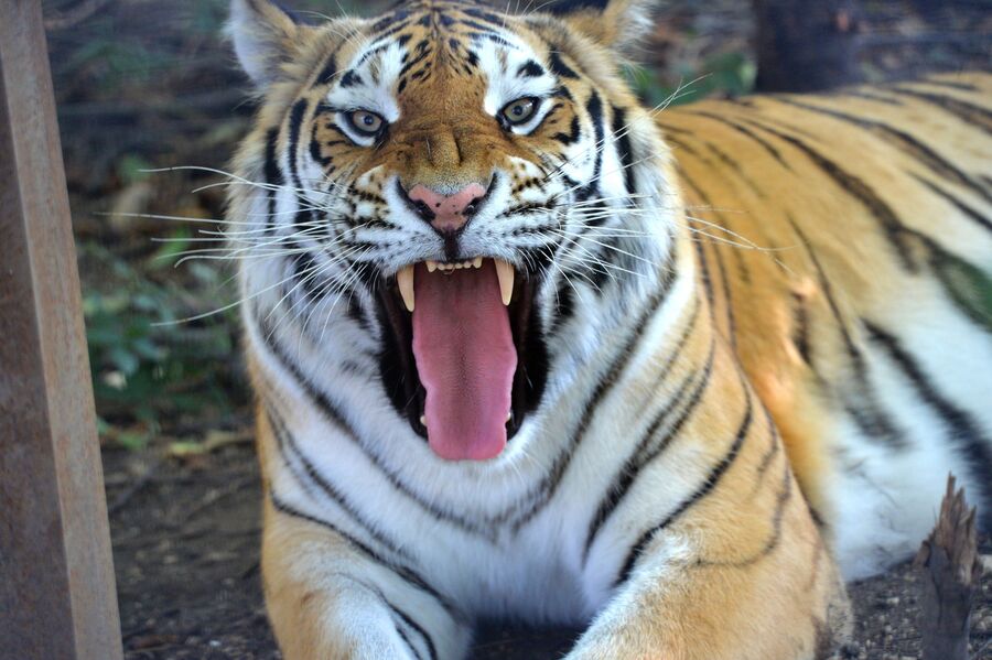 Тигр в сафари-парке Тайган в Белогорском районе
