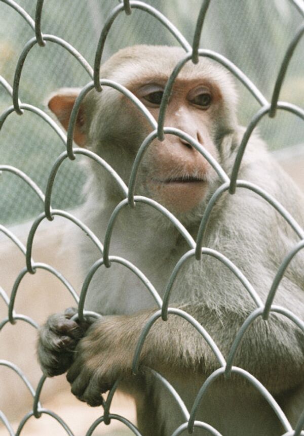Сорок детенышей родилось в Сухумском обезьяньем питомнике с 2007 года