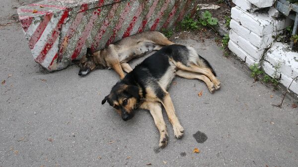 Бездомные собаки на улице 