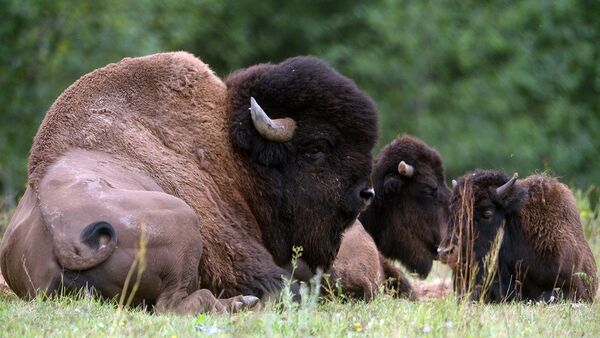 30 бизонов выпустят в дикую природу в Якутии