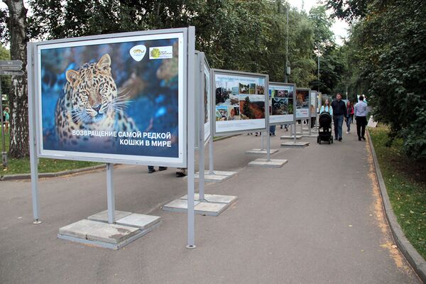 В рамках фестиваля прошла фотовыставка Дальневосточные леопарды, посвященная защите этой дикой кошки