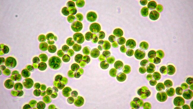 Chlorella vulgaris