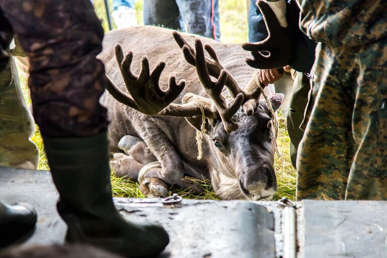 Дюжину ездовых оленей доставили вертолетом на остров Колгуев для подсчета стада Дюжину ездовых оленей доставили вертолетом на остров Колгуев для подсчета стада