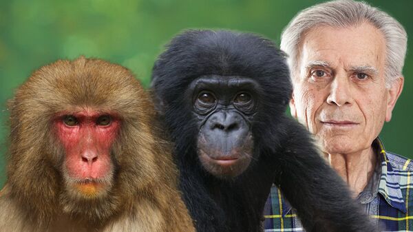 Макака, шимпанзе и человек