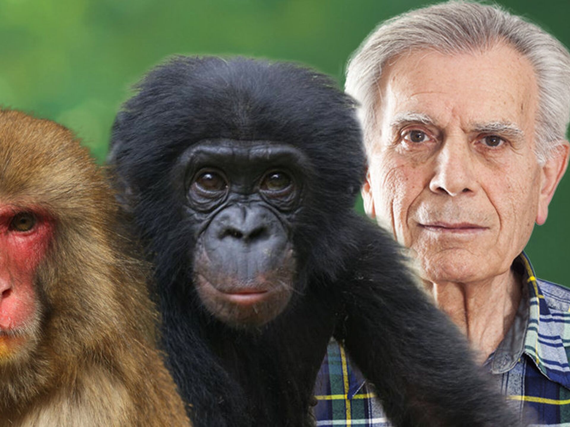Различие между человеком и обезьяной. Шимпанзе и человек. Человек с обезьянкой. Два человека и обезьяна.
