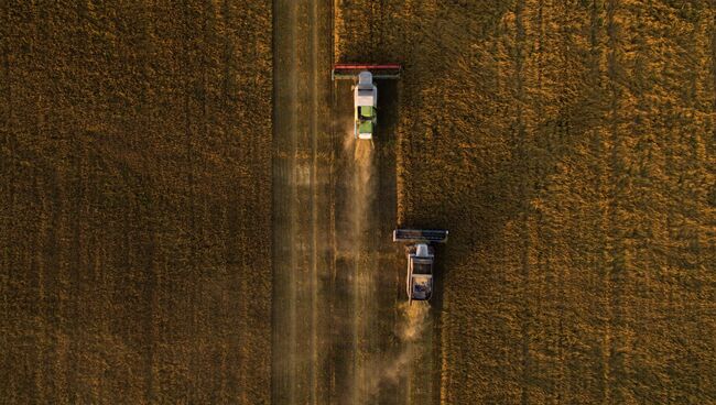 Уборка урожая. Архивное фото