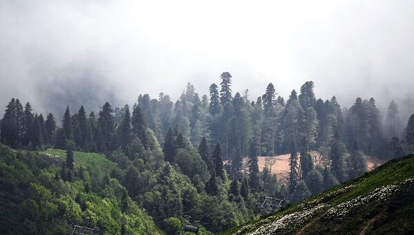 По просьбе Минприроды РФ вырубку леса в Сочи проконтролирует Генпрокуратура
